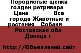 Породистые щенки голден ретривера › Цена ­ 25 000 - Все города Животные и растения » Собаки   . Ростовская обл.,Донецк г.